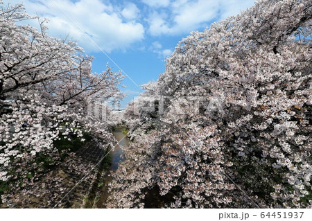 桜井市　粟原川の桜並木 64451937