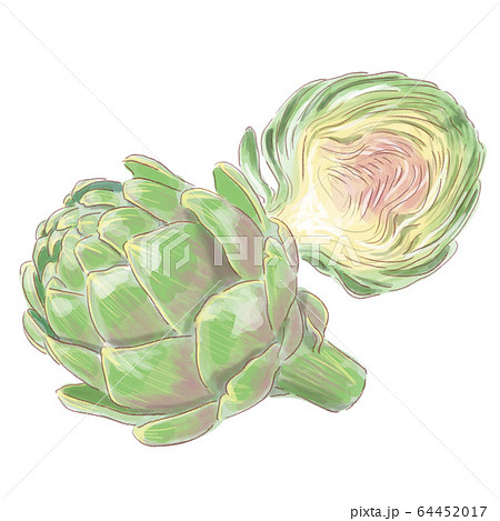 artichoke_watercolor 64452017