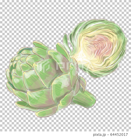 artichoke_watercolor 64452017