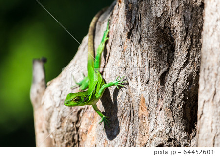 Green spiny lizard on a tree 64452601