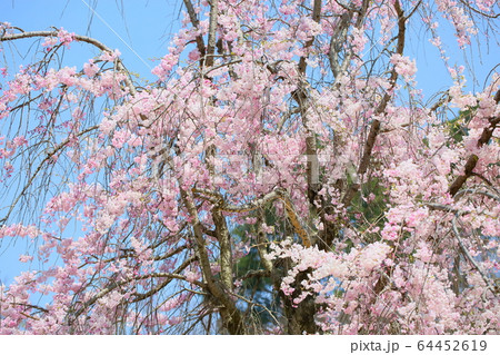 しだれ桜 しだれ桜 64452619