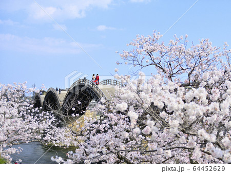 春の桜並木と錦帯橋 64452629