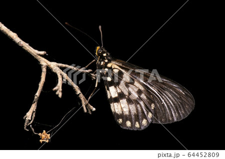 Acraea andromacha butterfly 64452809