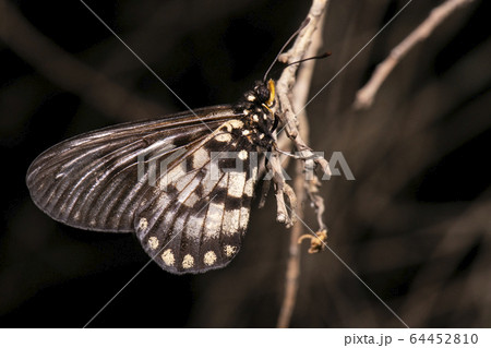 Acraea andromacha butterfly Acraea andromacha butterfly 64452810