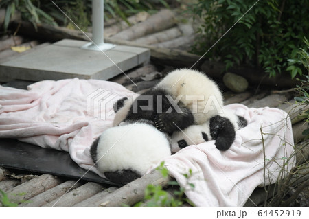 あかちゃんパンダ 64452919