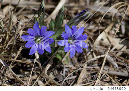 ハルリンドウ開花 64453090