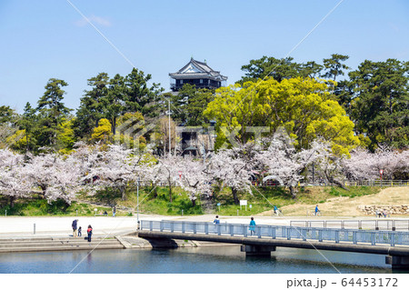 岡崎公園・2020年4月上旬 64453172