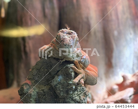 木の上でくつろぐイグアナ 64453444