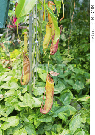 ウツボカズラ ウツボカズラ 64453484