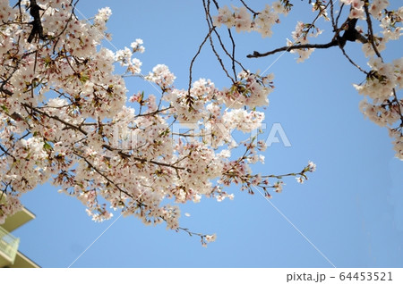 桜と青空 64453521