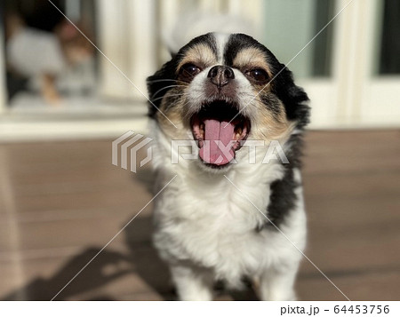 チワワ 64453756