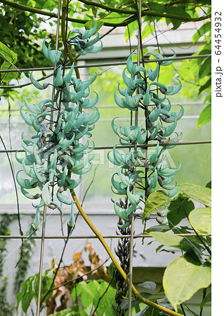 ヒスイカズラ 64454932