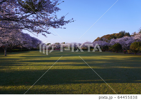 桜と芝 桜と芝 64455838