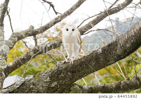 メンフクロウ　 64455892