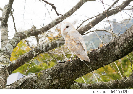 メンフクロウ　 64455895