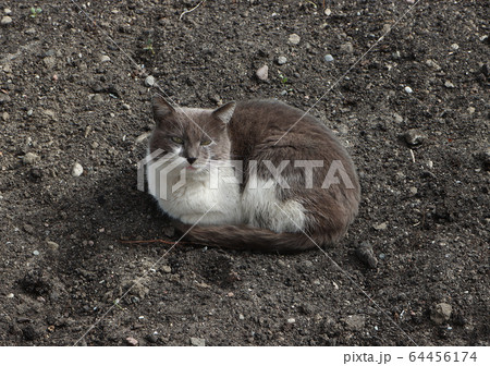 Homeless cat resting on the street. 64456174
