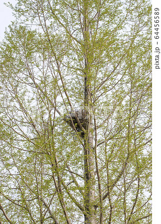 鳥の巣と樹 烏の巣 繁殖 イメージ素材 鳥獣保護法 鳥の巣と樹 烏の巣 繁殖 イメージ素材 鳥獣保護法 64456589