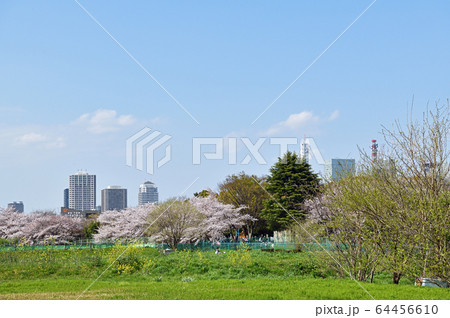 春の息吹 さいたま新都心・浦和 春の息吹 さいたま新都心・浦和 64456610
