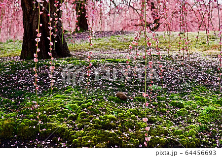 鈴鹿の森庭園の梅林 鈴鹿の森庭園の梅林 64456693