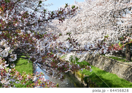 春の息吹 浦和・与野 春の息吹 浦和・与野 64456828