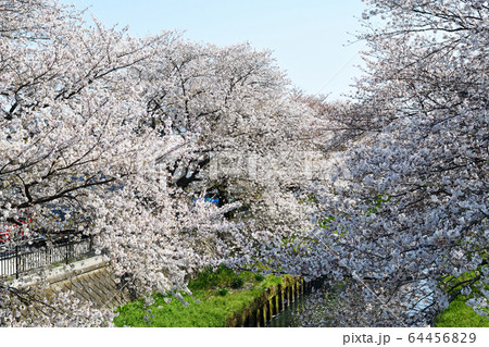 春の息吹　浦和・与野 64456829