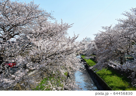 春の息吹 浦和・与野 春の息吹 浦和・与野 64456830