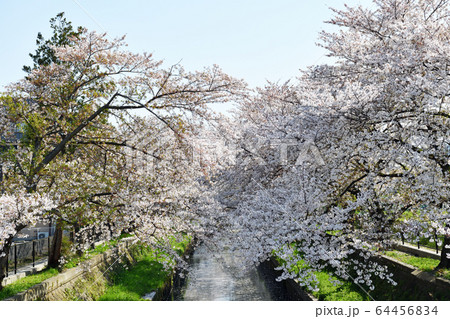 春の息吹　浦和・与野 64456834