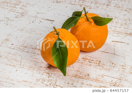 ぽんかん delicious Japanes orange (Citrus reticulata) ぽんかん delicious Japanes orange (Citrus reticulata) 64457157