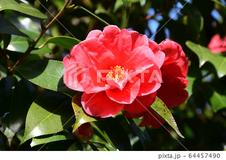 ツバキの花 ツバキの花 64457490