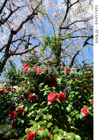 ツバキの花とシダレザクラ ツバキの花とシダレザクラ 64457491