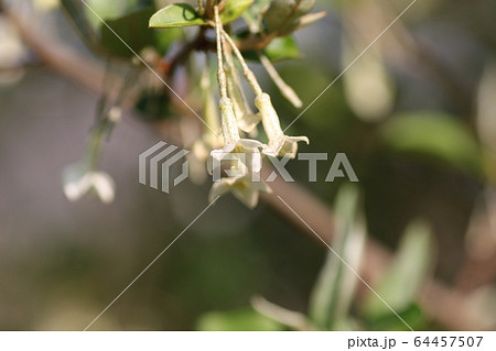 グミの花の写真素材