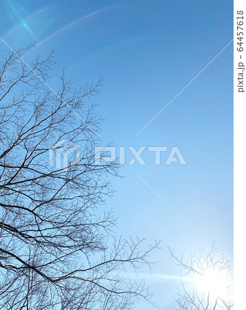 枯れ木と空（太陽光）　縦長 64457618