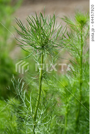 Love-in-a-mist flower Love-in-a-mist flower 64457920