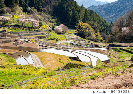 広島県　井仁の棚田　春 64458038