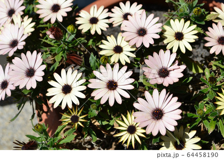 マーガレット　ピンク 64458190