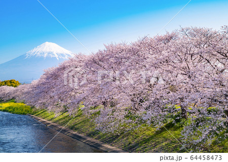 静岡県富士市龍巌淵の桜 静岡県富士市龍巌淵の桜 64458473