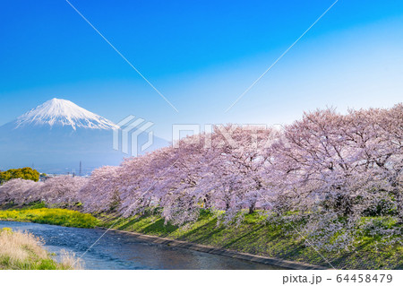 静岡県富士市龍巌淵の桜 静岡県富士市龍巌淵の桜 64458479