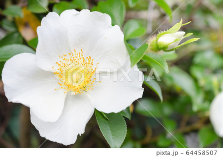 ナニワイバラ_クローズアップ 64458507