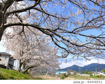 坂内川 土手沿いの桜並木から堀坂山を望む 坂内川 土手沿いの桜並木から堀坂山を望む 64458551