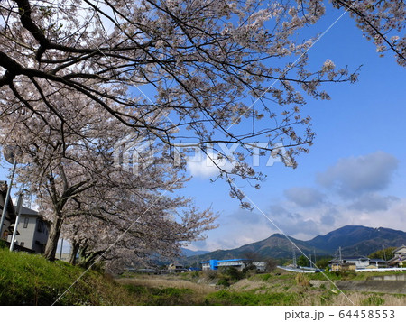 坂内川 土手沿いの桜並木から堀坂山を望む 坂内川 土手沿いの桜並木から堀坂山を望む 64458553