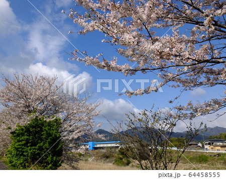 坂内川 土手沿いの桜並木から堀坂山を望む 坂内川 土手沿いの桜並木から堀坂山を望む 64458555