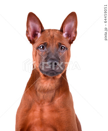 Three months old puppy of Thai Ridgeback Three months old puppy of Thai Ridgeback 64459051