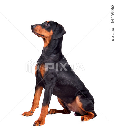 Doberman Pinscher puppy 64459068
