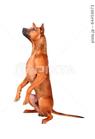 Standing up Thai Ridgeback dog Standing up Thai Ridgeback dog 64459073