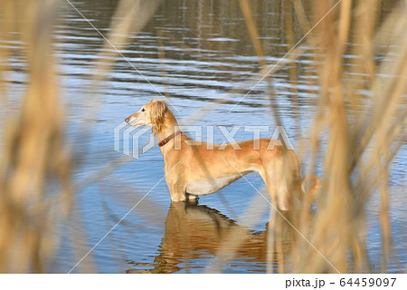 Beautiful borzoi dog Saluki Beautiful borzoi dog Saluki 64459097