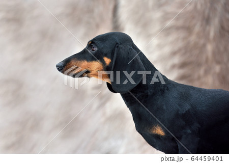 Black and tan miniature smooth dachshund Black and tan miniature smooth dachshund 64459401