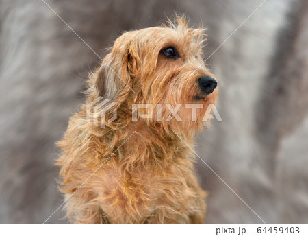 A wirehaired dachshund A wirehaired dachshund 64459403
