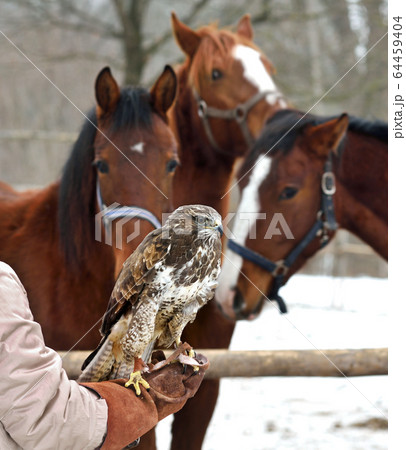 Red tailed hawk with horses 64459404