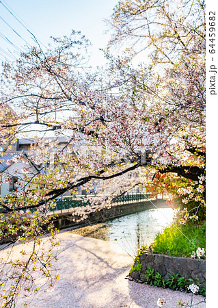 日本の春 高崎城址公園と桜の風景 64459682