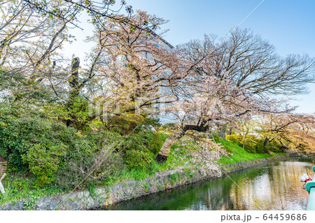 日本の春 高崎城址公園と桜の風景 64459686